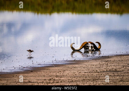 Cranio di un bufalo del capo (Syncerus caffer) in un foro di acqua fotografati a Parco Nazionale del Serengeti, Tanzania Foto Stock