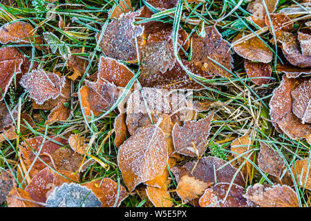 Leafes congelati in inverno sul terreno Foto Stock