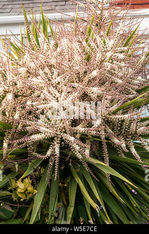 Cordyline australis Dracaena australis con lunghe pannocchie di fiori il cuscinetto dei lotti di piccole bianco crema fiori Foto Stock