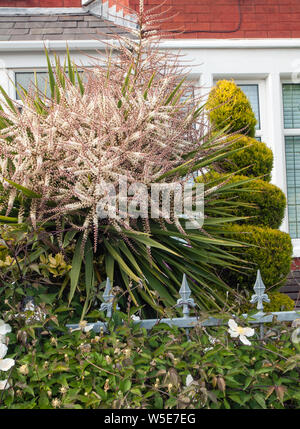 Cordyline australis Dracaena australis con lunghe pannocchie di fiori il cuscinetto dei lotti di piccole bianco crema fiori Foto Stock