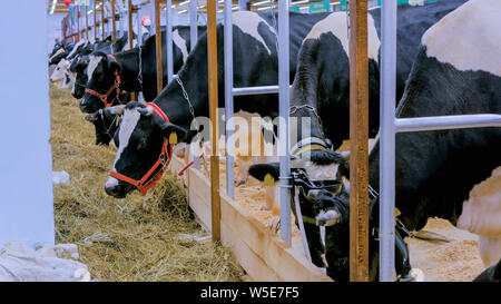 Mucche mangiano fieno al caseificio Foto Stock