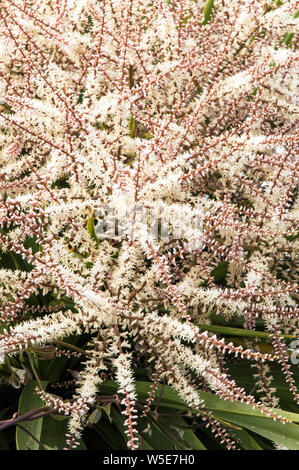 Cordyline australis Dracaena australis con lunghe pannocchie di fiori in stretta fino il cuscinetto dei lotti di piccole bianco crema fiori Foto Stock