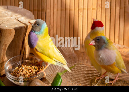 Tre differenti Gou colorati Foto Stock