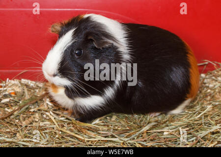 Nero, bianco e marrone di cavia in una gabbia Foto Stock
