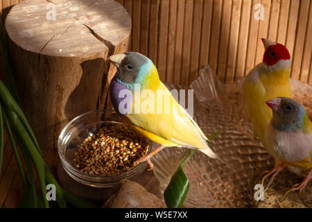 Tre differenti Gou colorati Foto Stock