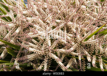 Cordyline australis Dracaena australis con lunghe pannocchie di fiori in stretta fino il cuscinetto dei lotti di piccole bianco crema fiori Foto Stock