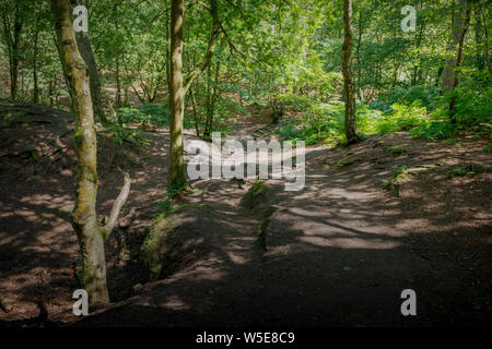 Il National Trust bosco a piedi a Alderley Edge, Cheshire, Regno Unito. Foto Stock