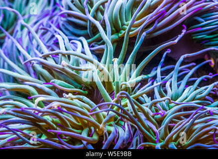 Macro closeup dei tentacoli di un Mediterraneo snakelocks anemone marittimo, comune tropicali specie di invertebrati, vita marina sfondo Foto Stock