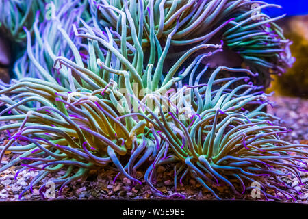 Primo piano di un Mediterraneo snakelocks anemone marittimo, comuni specie di invertebrati dal mare mediterraneo, vita marina sfondo Foto Stock