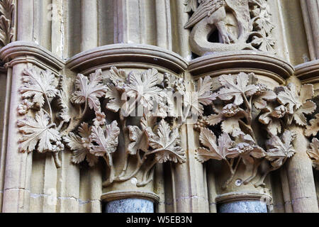 Le foglie di Southwell nel XIII secolo la Chapter House presso la Cattedrale di Southwell Minster, southwell, Nottinghamshire, England, Regno Unito Foto Stock