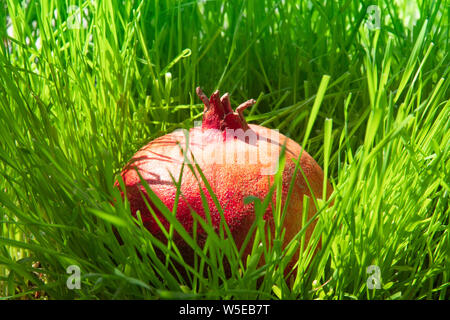 Un grande rosso melograno si trova nella folta erba verde sotto i raggi del sole. Un antiossidante utile frutto ricco di minerali e vitamine dalla centrale come Foto Stock