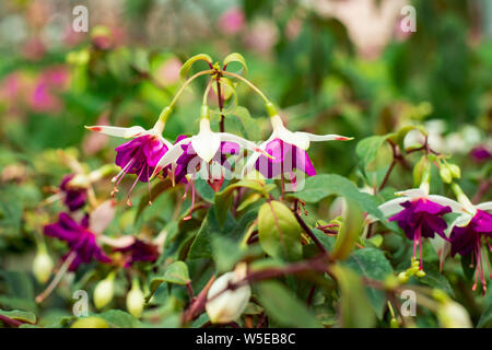 Bellissimi fiori fucsia in bianco e i colori magenta nella serra. La coltivazione dei fiori in vendita in serra. Il decor delle camere con ampel fiore Foto Stock