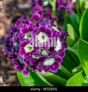 Fiori in Omero, Alaska Foto Stock