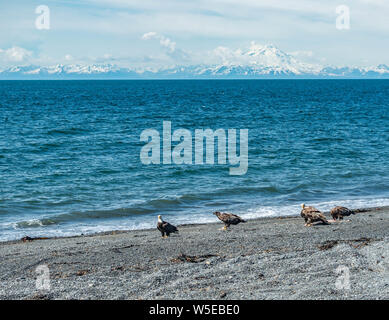 Aquile calve mangiando un ippoglosso atlantico che era sulla spiaggia. Foto Stock