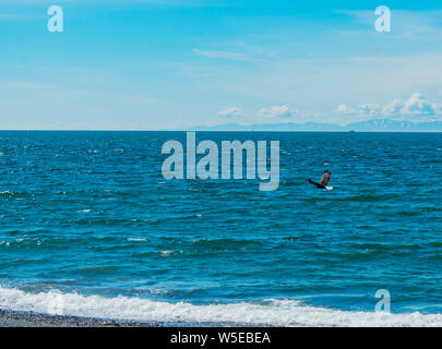 Aquile calve mangiando un ippoglosso atlantico che era sulla spiaggia. Foto Stock