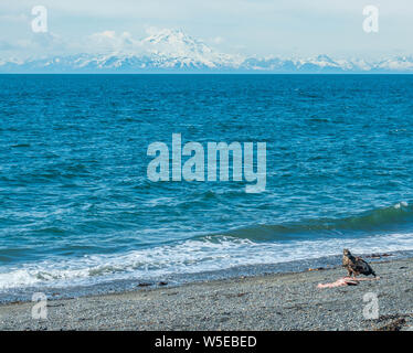 Aquile calve mangiando un ippoglosso atlantico che era sulla spiaggia. Foto Stock