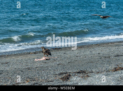 Aquile calve mangiando un ippoglosso atlantico che era sulla spiaggia. Foto Stock