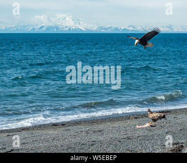 Aquile calve mangiando un ippoglosso atlantico che era sulla spiaggia. Foto Stock