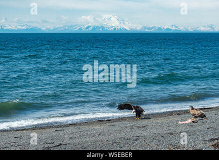 Aquile calve mangiando un ippoglosso atlantico che era sulla spiaggia. Foto Stock