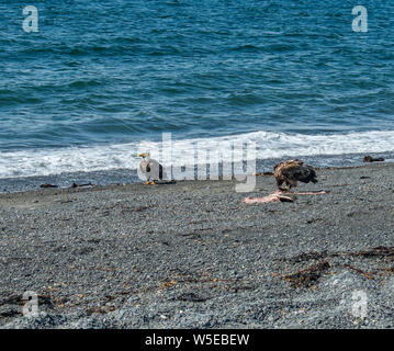 Aquile calve mangiando un ippoglosso atlantico che era sulla spiaggia. Foto Stock