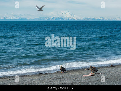 Aquile calve mangiando un ippoglosso atlantico che era sulla spiaggia. Foto Stock