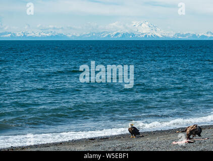 Aquile calve mangiando un ippoglosso atlantico che era sulla spiaggia. Foto Stock