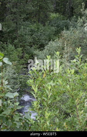 Bertha Creek Campeggio, Alaska Foto Stock