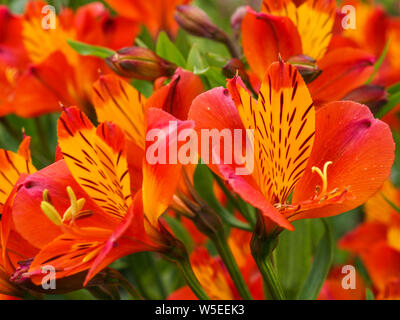 Alstroemeria vibrante (peruviano lily) fiori, varietà " arancione " gloria in un giardino estivo Foto Stock