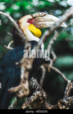 Barra maschio-pouched Inghirlandato Hornbill ritratto da vicino. In via di estinzione bellissimo uccello in Bali Bird Park Foto Stock