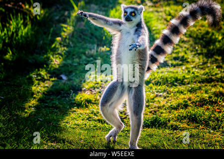 Anello-tailed lemur sta ballando sul prato verde. Egli svolge ed esegue. Come tutti i lemuri è endemico dell'isola di Madagascar. Egli è molto carino. Foto Stock