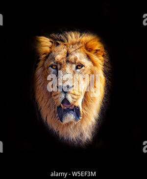 La testa di di Barbary lion. Essa è isolata su sfondo nero. Si tratta di leone africano. La Barberia leone era una Panthera leo popolazione nel nord Foto Stock