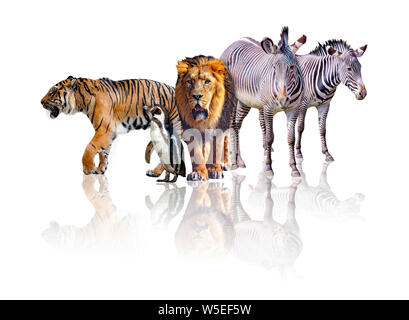 Gruppo di African Safari animali camminare insieme. Essa è isolata su uno sfondo bianco. Esso riflette la loro immagine. Ci sono le zebre, leoni, tigri e Foto Stock