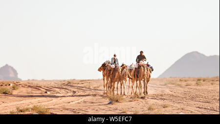 I beduini locali cavalcare i loro cammelli attraverso il deserto di Wadi Rum, Giordania. Foto Stock