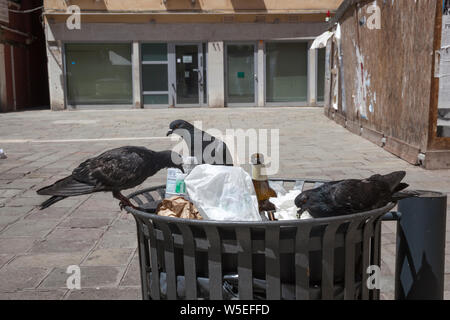 Un branco di piccioni rovistando da un cassonetto a Venezia, Italia Foto Stock