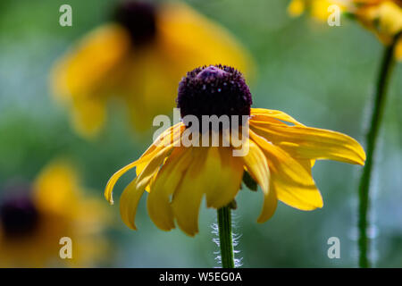 Rugiada di mattina su un black-eyed susan millefiori presso la Morton Arboretum in Lisle, Illinois. Foto Stock