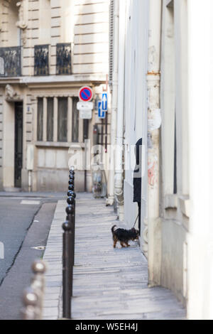 Persona che scompare in porta con il cane al guinzaglio, Parigi, Francia Foto Stock