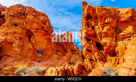 Senior woman hiking attraverso il rosso brillante arenaria azteca formazioni rocciose in il Parco della Valle di Fire State in Nevada, STATI UNITI D'AMERICA