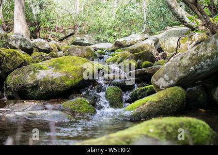 Babbling nella foresta Foto Stock