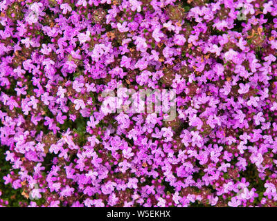 Wild thyme on the Llyn Peninsula, Gwynedd, Wales, UK Foto Stock