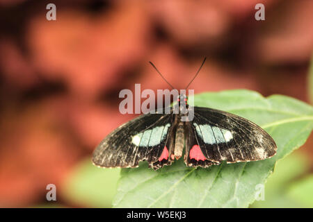 Lysander bovini (Parides lysander) cuore farfalla con ali aperte Foto Stock