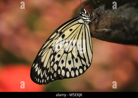 Grande albero ninfa - carta aquilone butterfly - arroccato su una roccia - Vista laterale con le ali ripiegate Foto Stock