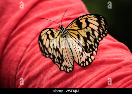 Delicato Idea leuconoe, l'aquilone di carta, carta di riso o grande albero nymph farfalla posata sul braccio con grandi ali larghe Foto Stock