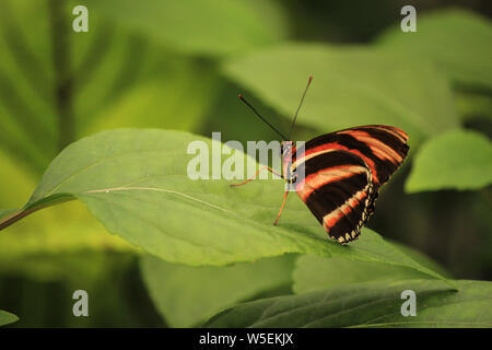 Heliconius hecale, la tigre longwing, Hecale longwing, golden longwing o golden heliconian, è un heliconiid butterfly Foto Stock