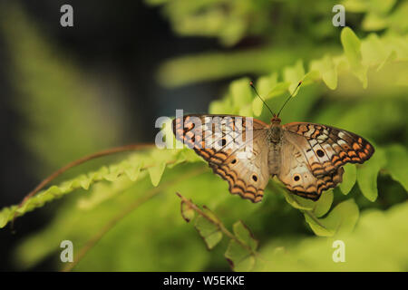 White farfalla pavone appollaiato su foglie verdi Anartia jatrophae Foto Stock