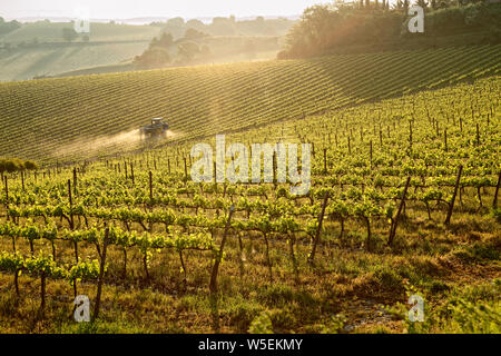 Tuscan Vineyard di sunrise, trattore vitigni di spruzzatura Foto Stock