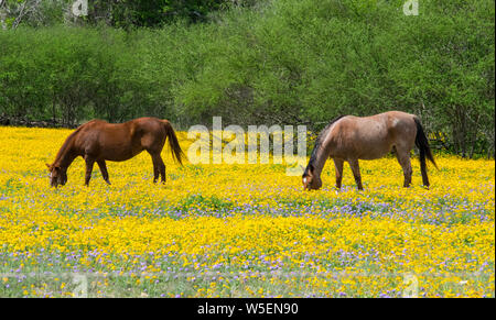 Cavalli al pascolo nei pascoli di fiori Foto Stock