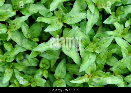 Vista superiore della menta vietnamita di alberi in giardino Foto Stock