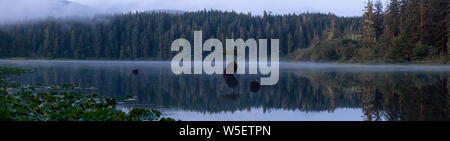 Vista panoramica di un iconico albero di Bonsai presso il lago di fata durante un estate misty sunrise. Prese vicino a Port Renfrew, Isola di Vancouver, British Columbia, Foto Stock