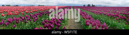 Campi di tulipani colorati nella Skagit Valley, Washington state, USA in primavera. Foto Stock
