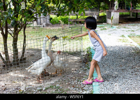 Asian poco ragazza cinese di alimentazione di oca in fattoria per esterni Foto Stock